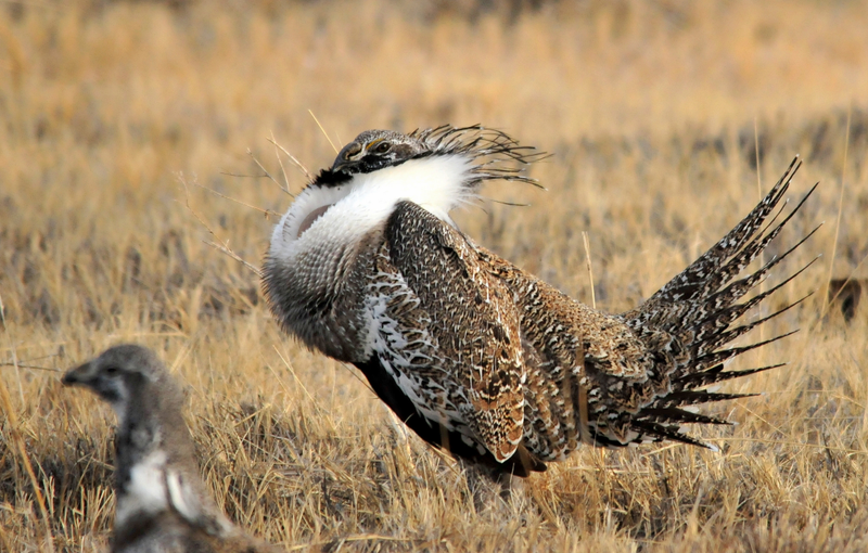 Greater sage-grouse on Seedskadee National Wildlife Refuge in Wyoming.